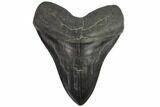 Fossil Megalodon Tooth - South Carolina #116740-2